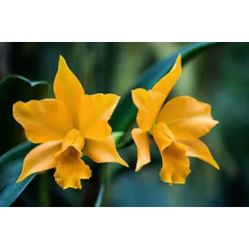 Yellow Orchids 